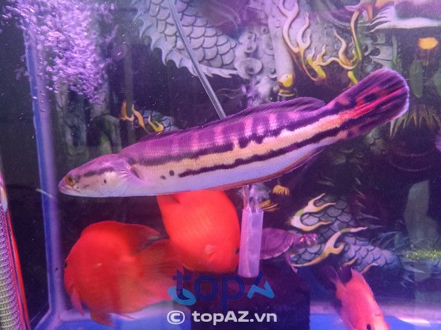 Hưng Nguyễn Aquarium - Địa chỉ cá cảnh uy tín bậc nhất Thủ Đức