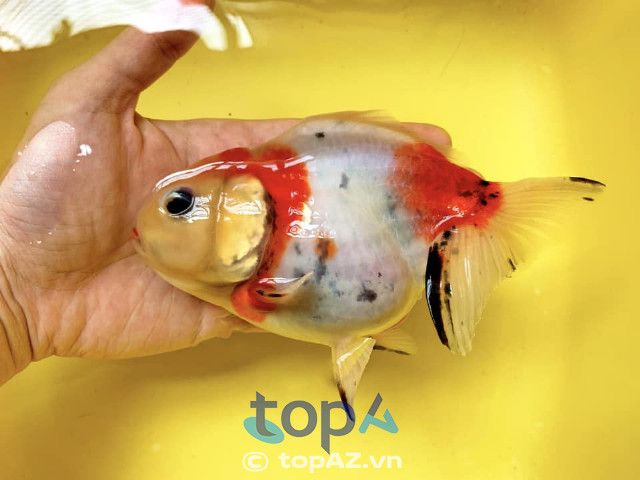 Địa chỉ mua cá cảnh giá tốt tại TP.HCM