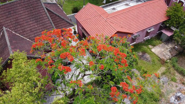Khuôn viên rợp bóng cây xanh của trường THPT Hai Bà Trưng