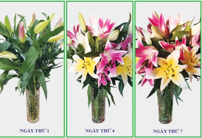 Bộ sưu tập hình ảnh dưỡng chất Chrysal phiên bản 2