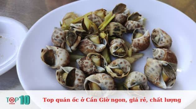 Ốc Thiên Nhiên - Thiên đường ốc biển