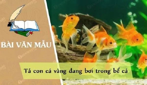 Hình ảnh minh họa sống động về cá vàng (Nguồn: Internet)