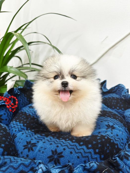 Những chú Phốc Sóc đáng yêu tại BinBon DogShop