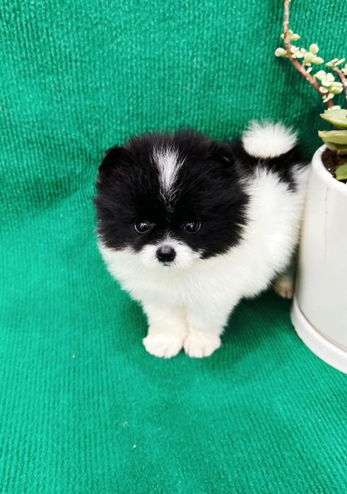 Không gian chăm sóc chuyên nghiệp tại BinBon DogShop
