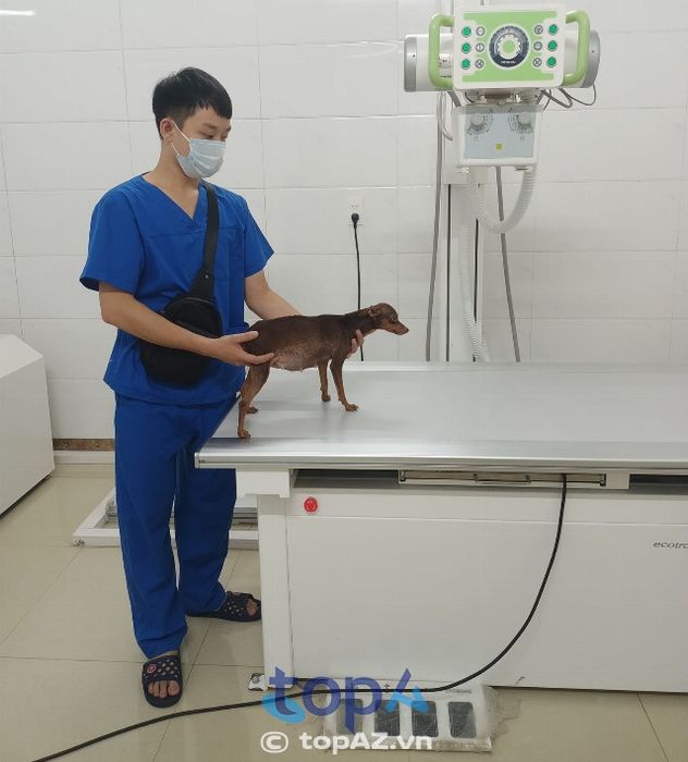 Phòng Khám Thú Y Đồng Văn - Địa chỉ tin cậy tại Hà Nam