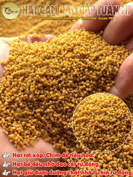 Hãng Cám Tuấn Mi ảnh 2