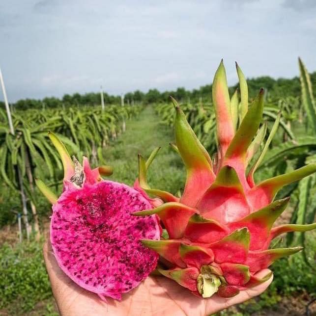 Quy trình chăm sóc chuẩn hữu cơ tại HC Farm - Ảnh 3
