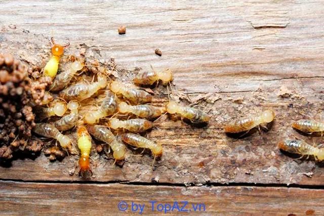 Dịch vụ diệt mối tại Quận Bình Tân, TP.HCM