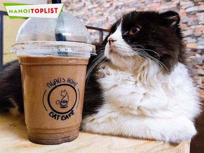 cafe-meo-ngaos-home-Tripi