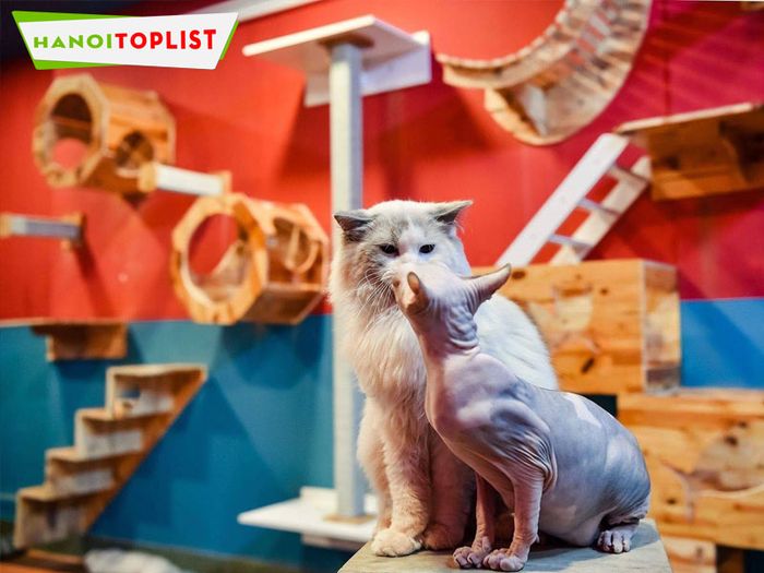 cafe-pet-island-Tripi