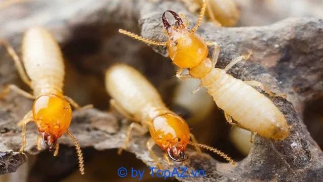 Các công ty diệt mối uy tín tại Quận Bình Tân, TP.HCM