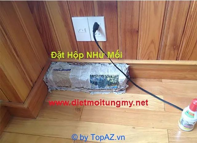 Công ty diệt mối tại Q. Bình Tân, TPHCM