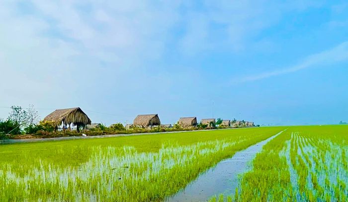 Khám phá góc hình thứ hai tại Du Lịch Sinh Thái Hoà Đồng - nơi những túp lều tranh mộc mạc ẩn hiện giữa cánh đồng lúa xanh mướt, tái hiện trọn vẹn nét đẹp làng quê Việt.