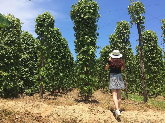 Vườn tiêu Phú Quốc - Những giàn tiêu trĩu quả