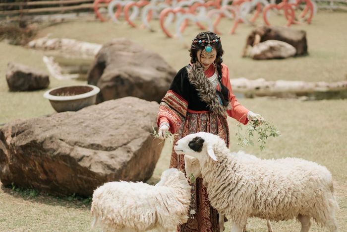 Happy Land Mộc Châu - Khoảnh khắc bình minh trên thung lũng hoa bất tận
