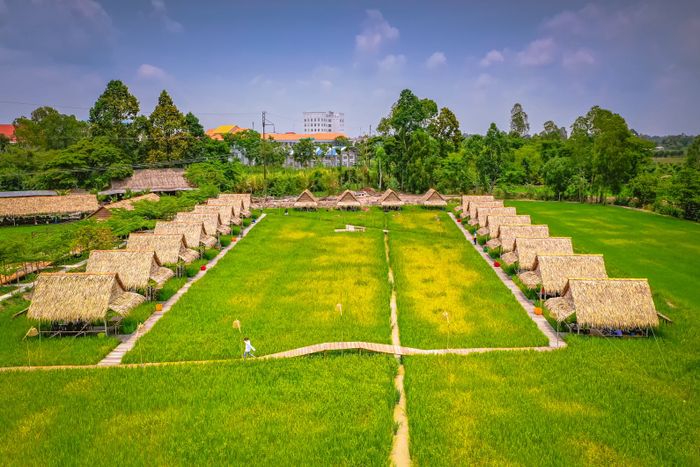 Góc check-in đầu tiên tại Du Lịch Sinh Thái Mỹ Phước Thành - nơi những cánh đồng sen bát ngát hòa quyện cùng ruộng lúa xanh mướt, tạo nên bức tranh đồng quê đẹp nao lòng.