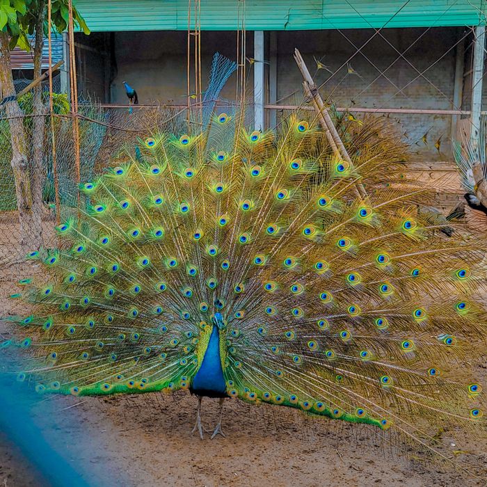 Khoảnh khắc bình minh tại CASA ECO Mekong Resort