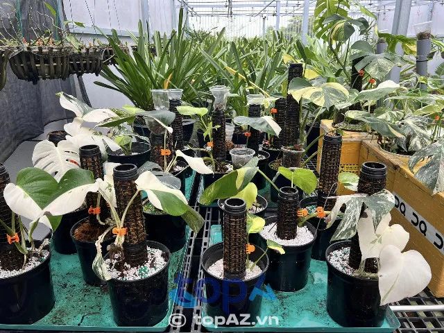 Hải Anh Garden - Thiên đường xanh Quy Nhơn