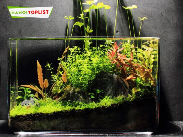 aqua-nano-nap-khi-co2-thuy-sinh-tai-ha-noi-re-nhat-Mytour