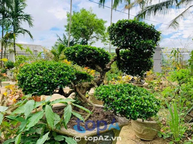 Cây Cảnh Quy Nhơn - Mang thiên nhiên vào nhà