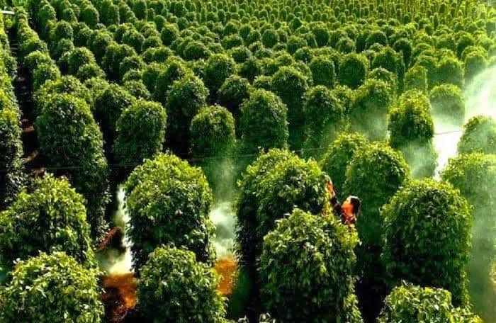 Vườn tiêu Phú Quốc - Những hàng tiêu thẳng tắp xanh mướt