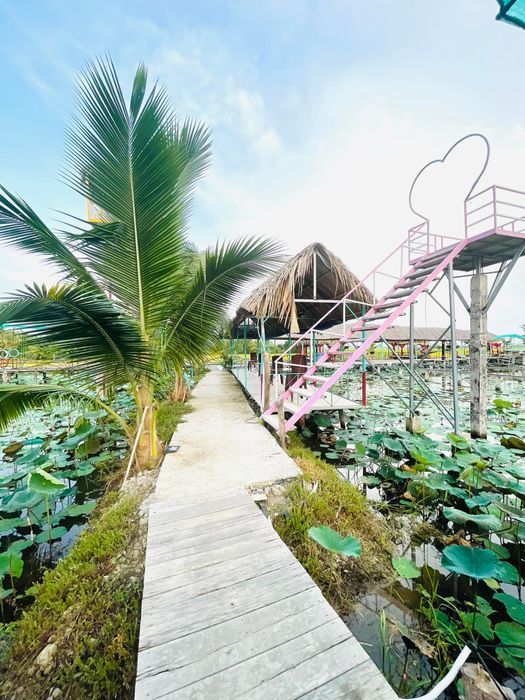 Ảnh 2: Khung cảnh thơ mộng giữa biển sen tại Khu Du Lịch Đất Sen