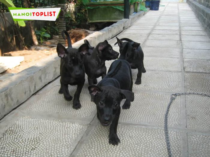 azpet-thien-duong-phoi-giong-cho-phu-quoc-Mytour