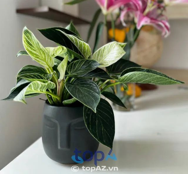 Tiệm Cây Cảnh Mini P & N - Thiên đường cây mini Quy Nhơn