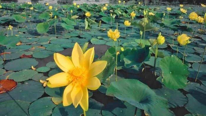Ảnh minh họa khung cảnh đầm sen thanh bình (Nguồn: internet) ảnh 2
