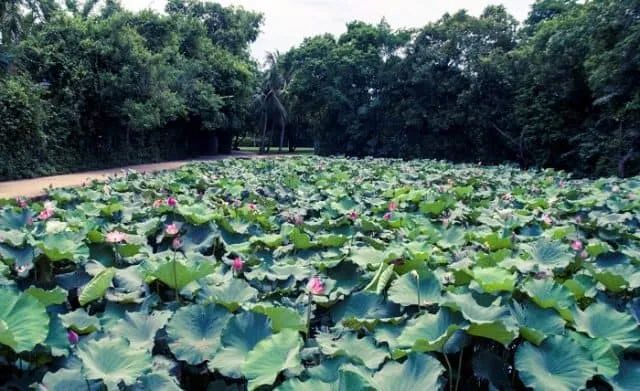 Ảnh minh họa đầm sen gia đình (Nguồn: internet) ảnh 1