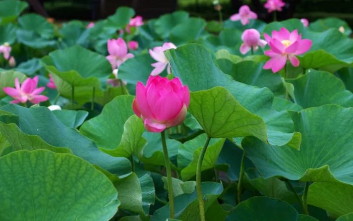 Hình ảnh minh họa đầm sen mùa nở rộ (Nguồn: internet) ảnh 1