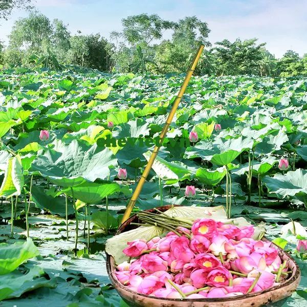 Hình ảnh minh họa đầm sen mùa hạ (Nguồn: internet) ảnh 1
