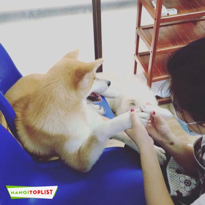 beauty-pet-shop-dia-chi-grooming-chat-luong-ha-noi