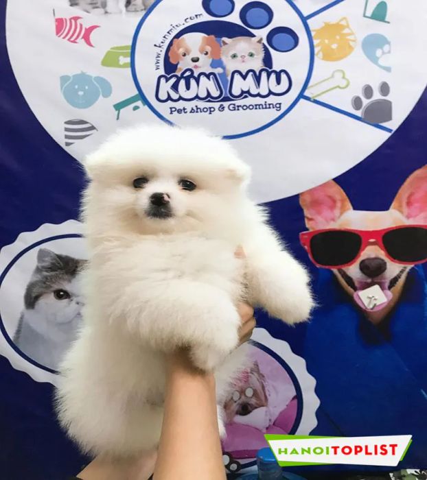 kun-miu-pet-shop-dia-chi-spa-thu-cung-uy-tin-ha-noi