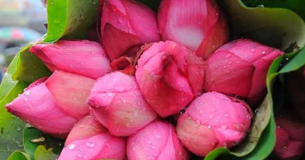 Ảnh minh họa khung cảnh đầm sen thanh bình (Nguồn: internet) ảnh 2