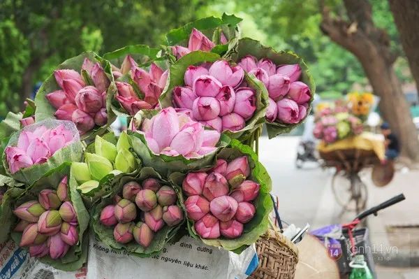 Hình ảnh minh họa đầm sen quê hương (Nguồn: internet) ảnh 2