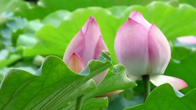 Hình ảnh minh họa đầm sen Thái Bình (Nguồn: internet) ảnh 1
