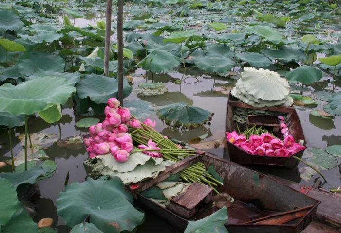 Hình ảnh minh họa đầm sen mùa nở rộ (Nguồn: internet) ảnh 1