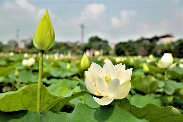 Hình ảnh minh họa đầm sen mùa hạ (Nguồn: internet) ảnh 1