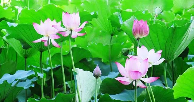 Hình ảnh minh họa đầm sen quê hương (Nguồn: internet) ảnh 1