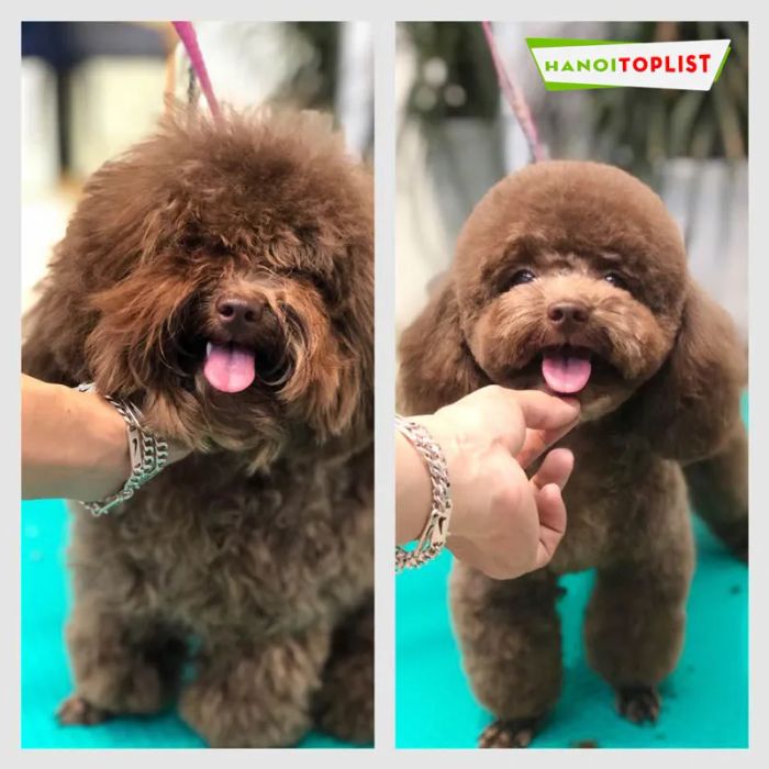 mega-pet-dich-vu-spa-gia-tot-ha-noi