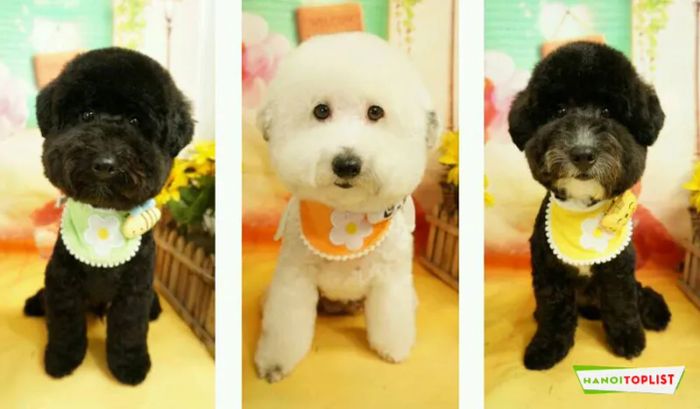 cho-bao-ve-spa-thu-cung-chuyen-nghiep