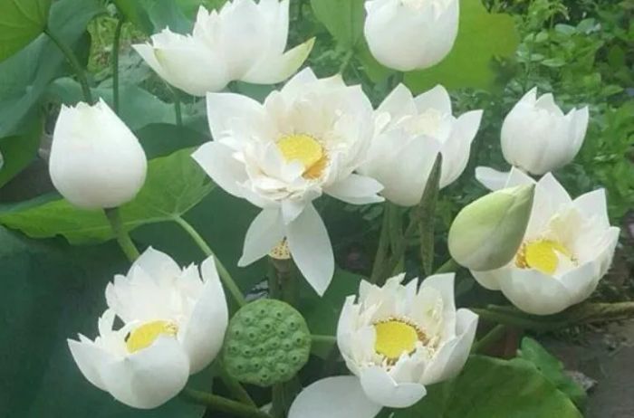 Ảnh minh họa khung cảnh đầm sen thanh bình (Nguồn: internet) ảnh 2