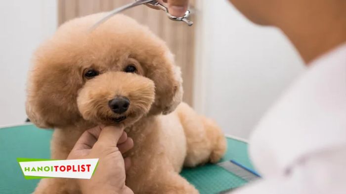 petlove-spa-thu-cung-tam-huyet
