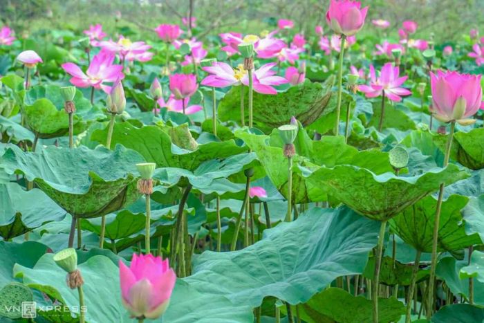 Hình ảnh minh họa ao sen làng quê (Nguồn: internet) ảnh 1