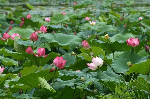 Hình ảnh minh họa đầm sen làng quê (Nguồn: internet) ảnh 1