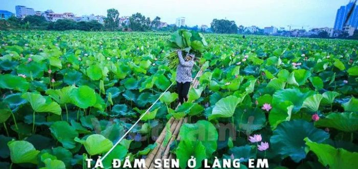 Hình ảnh minh họa đầm sen Đồng Tháp Mười (Nguồn: internet) ảnh 1