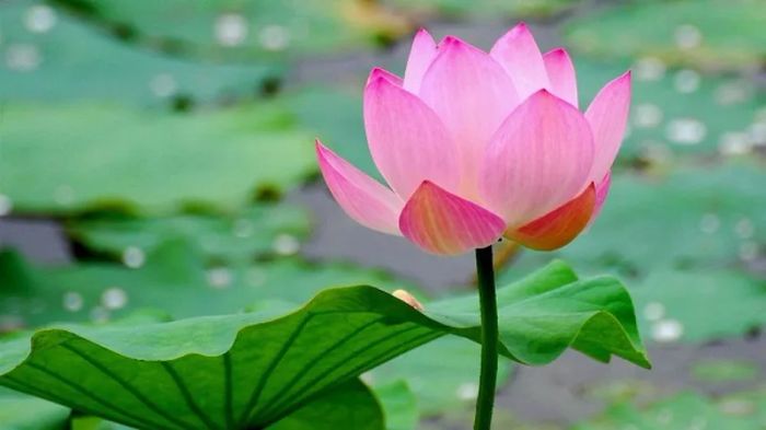 Hình ảnh minh họa đầm sen quê hương (Nguồn: internet) ảnh 1