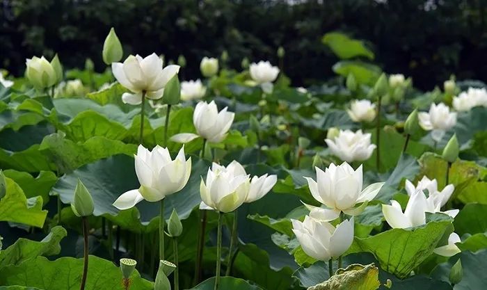 Hình ảnh minh họa đầm sen quê hương (Nguồn: internet) ảnh 1