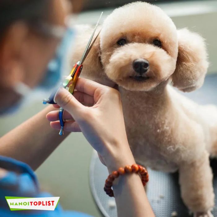 2vet-animal-spa-thu-cung-chuyen-nghiep